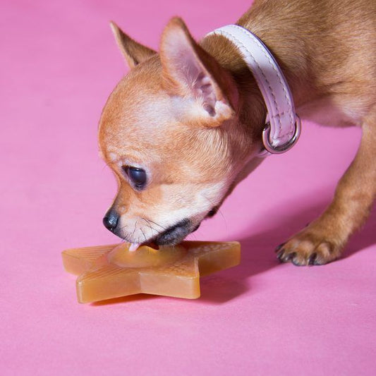 Etoile en caoutchouc naturel pour jouer et stimuler les animaux et notamment les chiots, Hevea