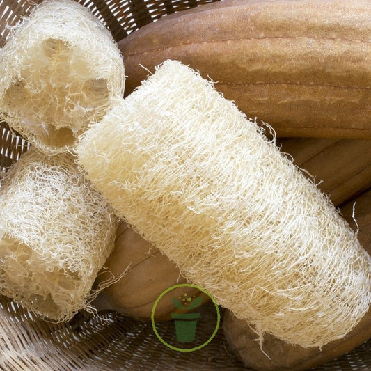 luffa, eponge naturelle exfoliante