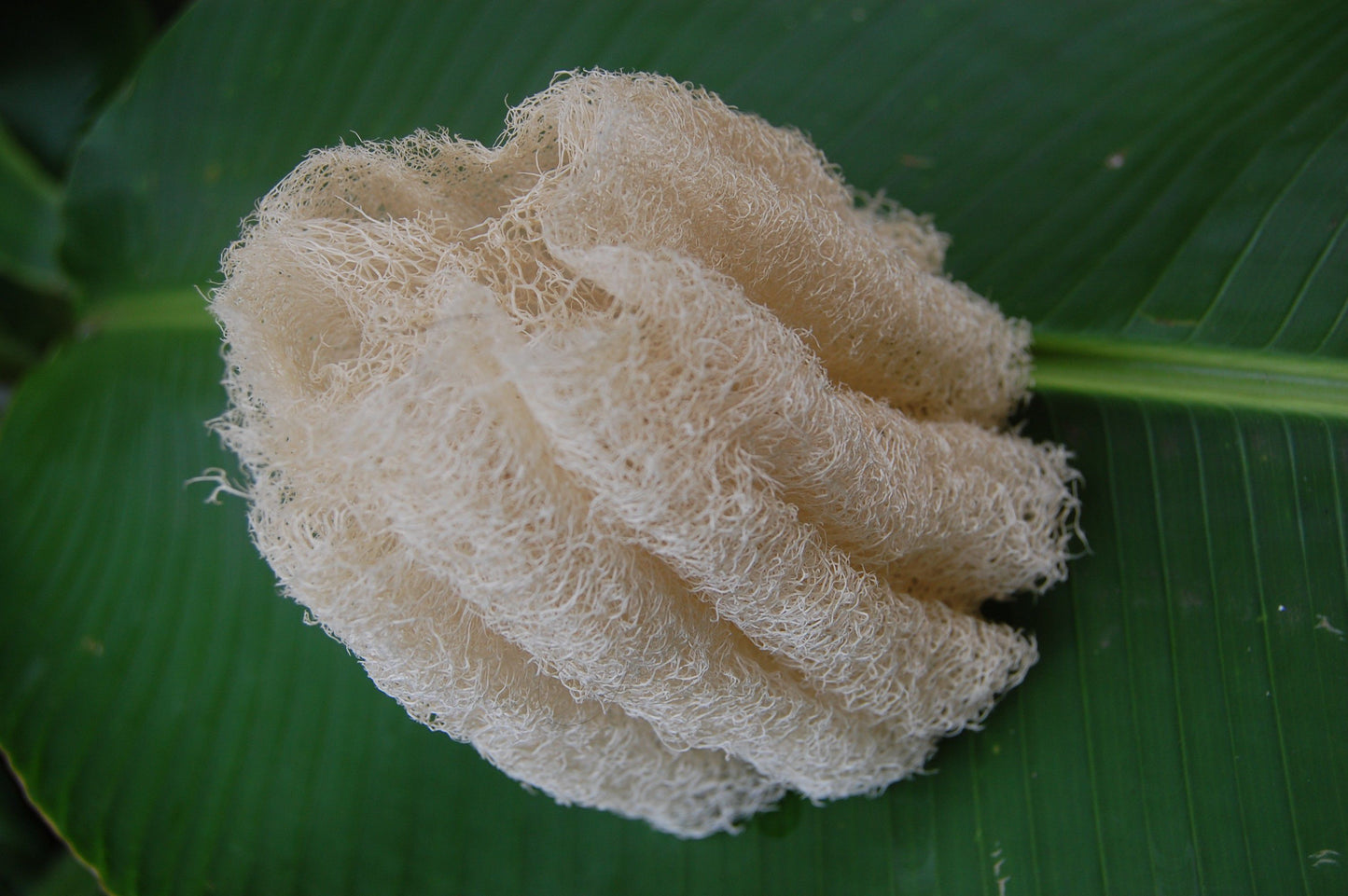 Eponge végétale luffa (ou loofah)