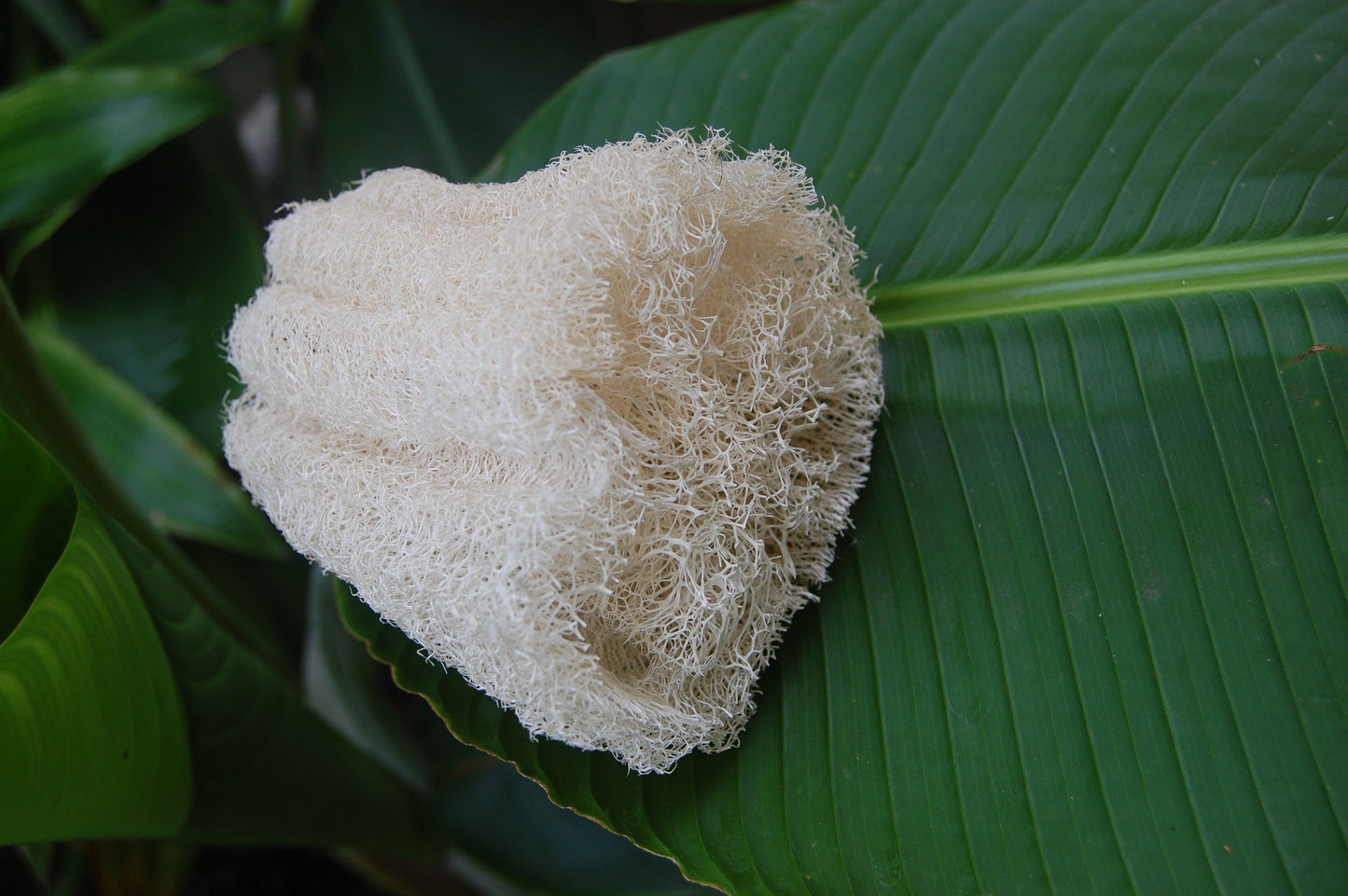 Eponge végétale luffa (ou loofah)